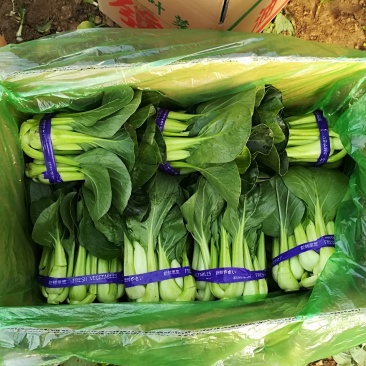 精品油菜