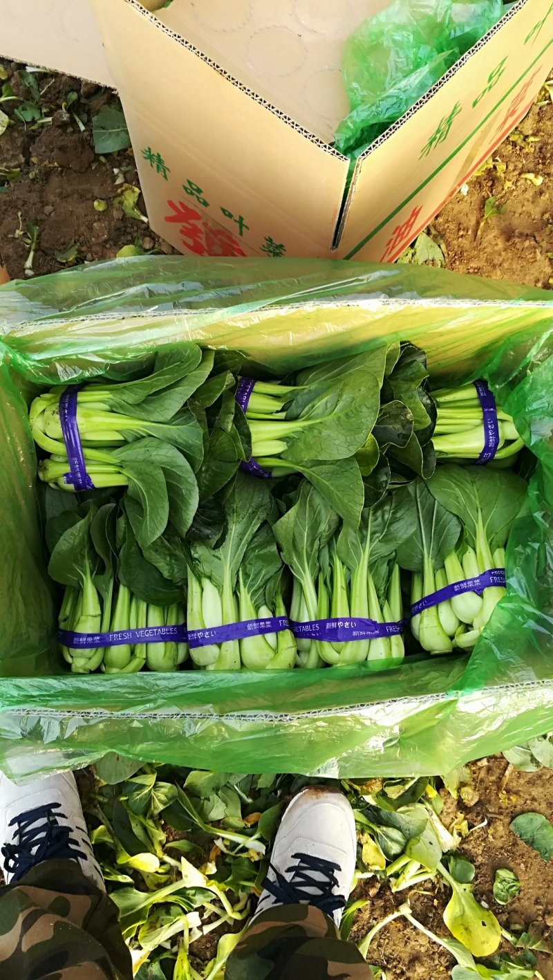 精品油菜