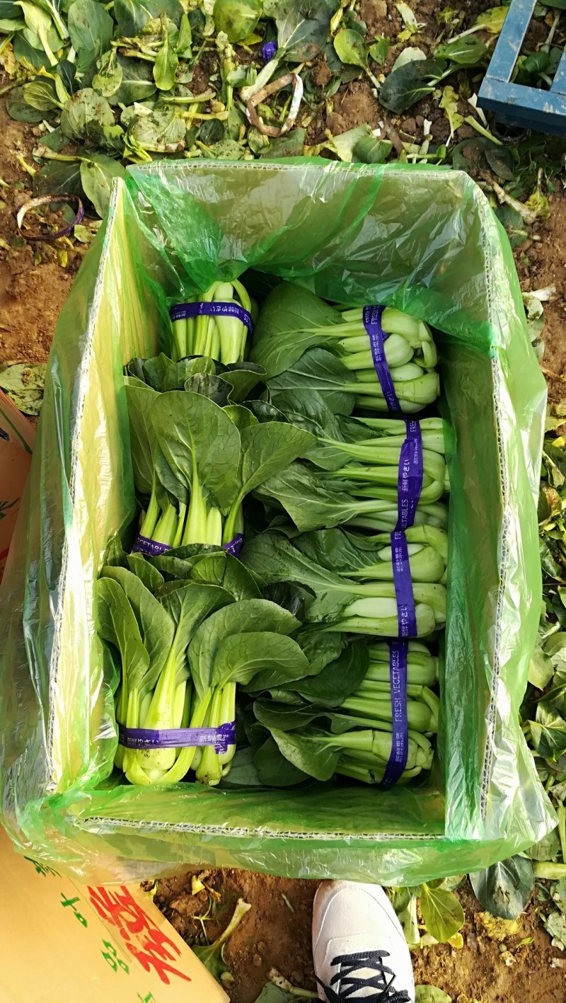 精品油菜