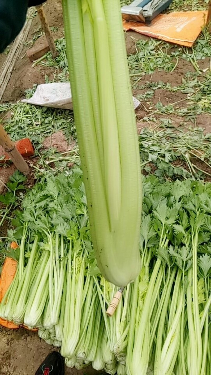 芹菜
