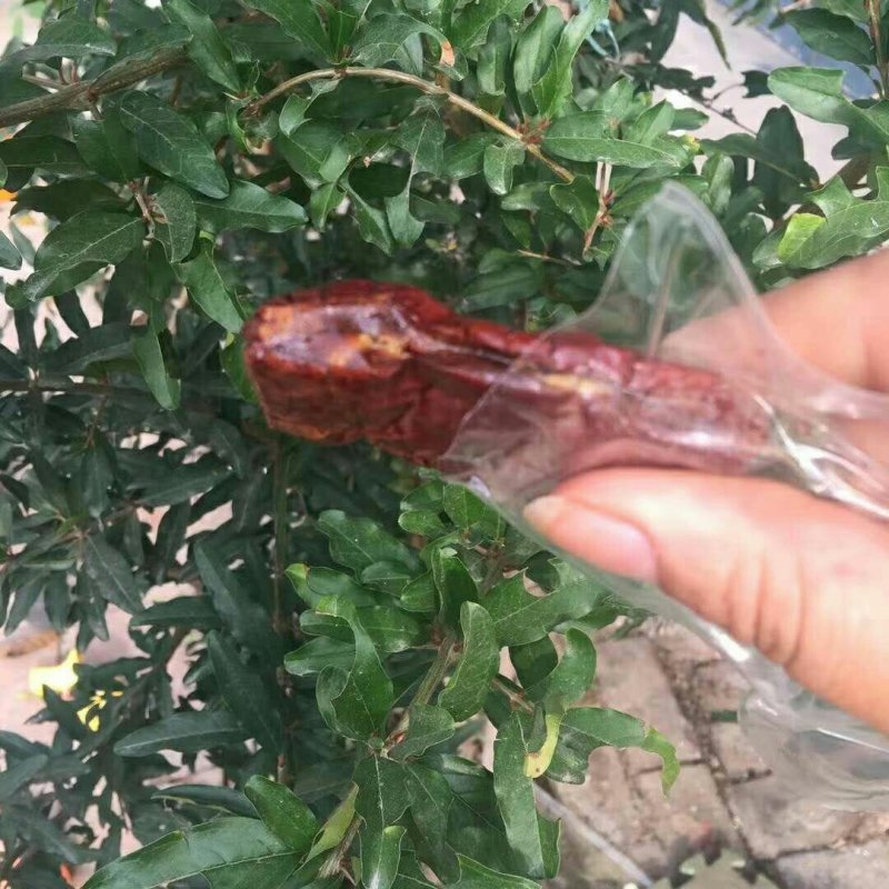 枣夹核桃