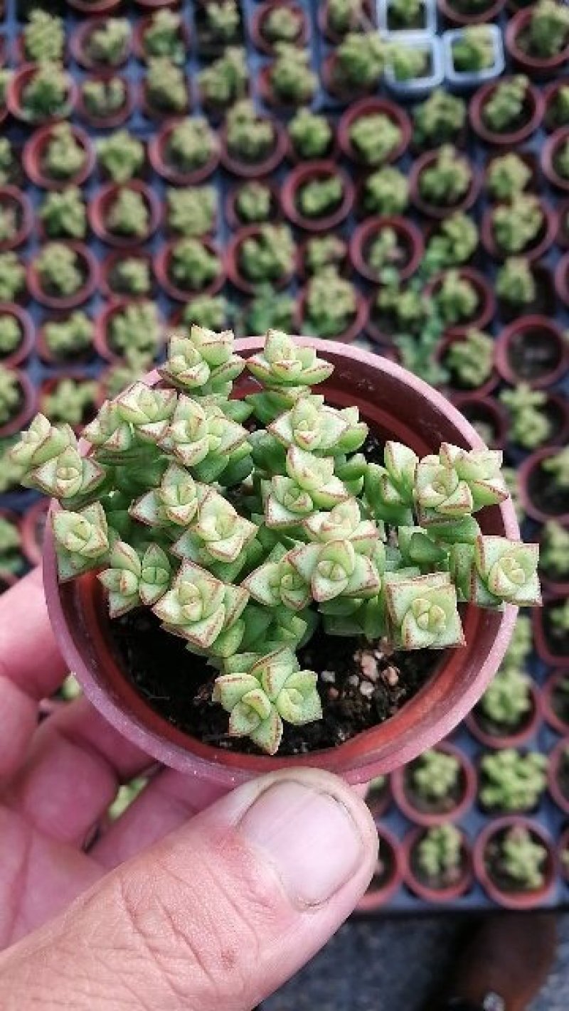 萌萌的多肉植物常年供货