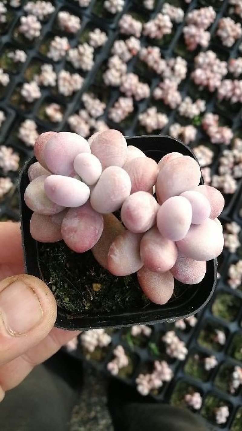 萌萌的多肉植物常年供货