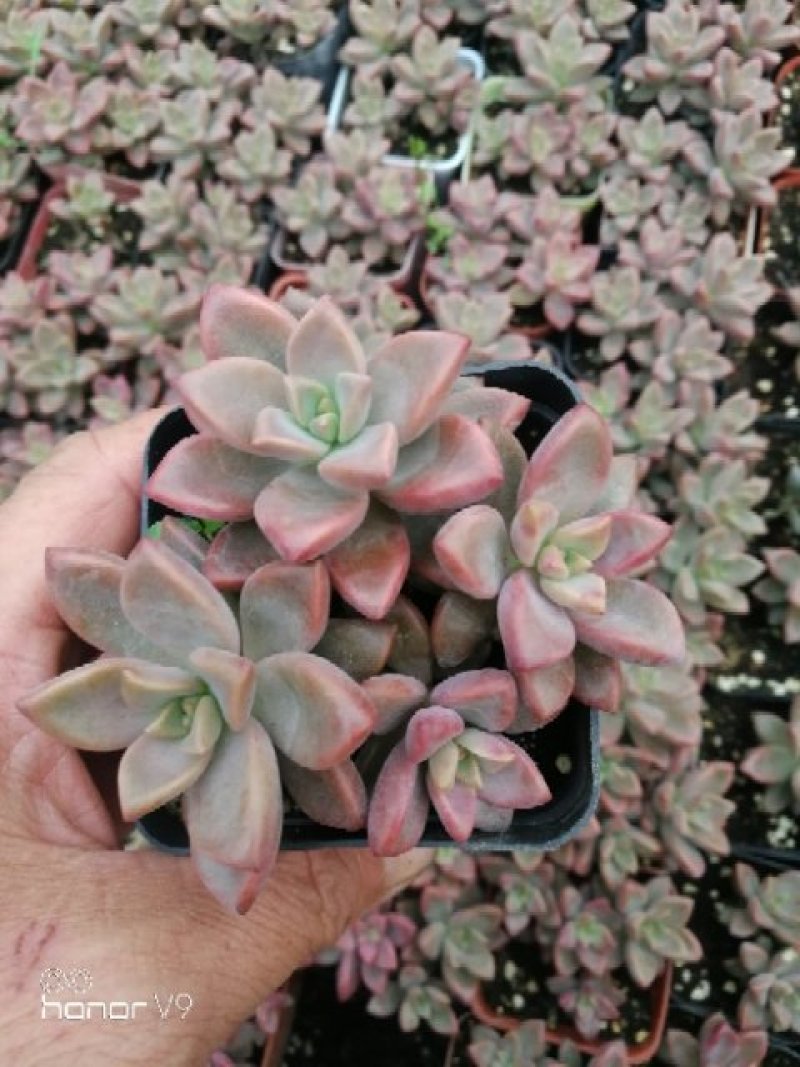 萌萌的多肉植物常年供货