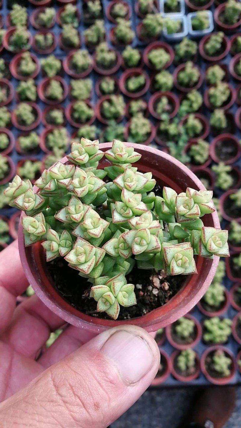 萌萌的多肉植物常年供货