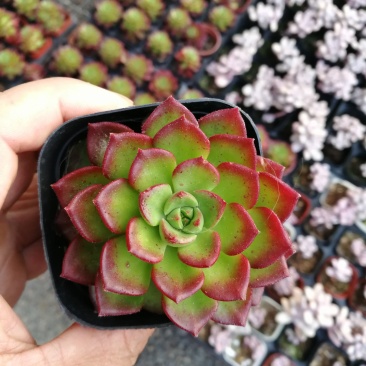 萌萌的多肉植物常年供货