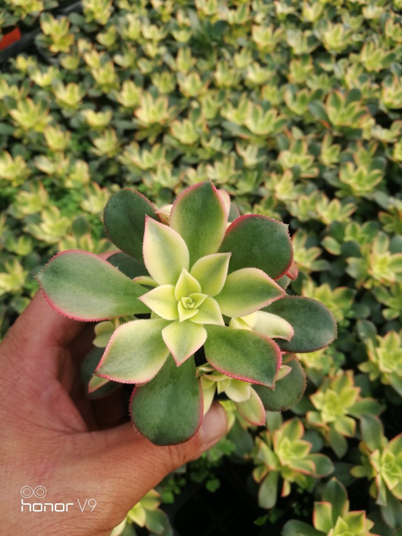 萌萌的多肉植物常年供货