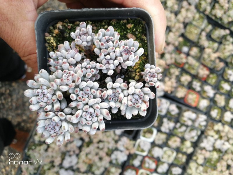 萌萌的多肉植物常年供货