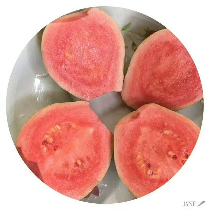 番石榴苗:红宝石水晶芭乐四季番石榴苗