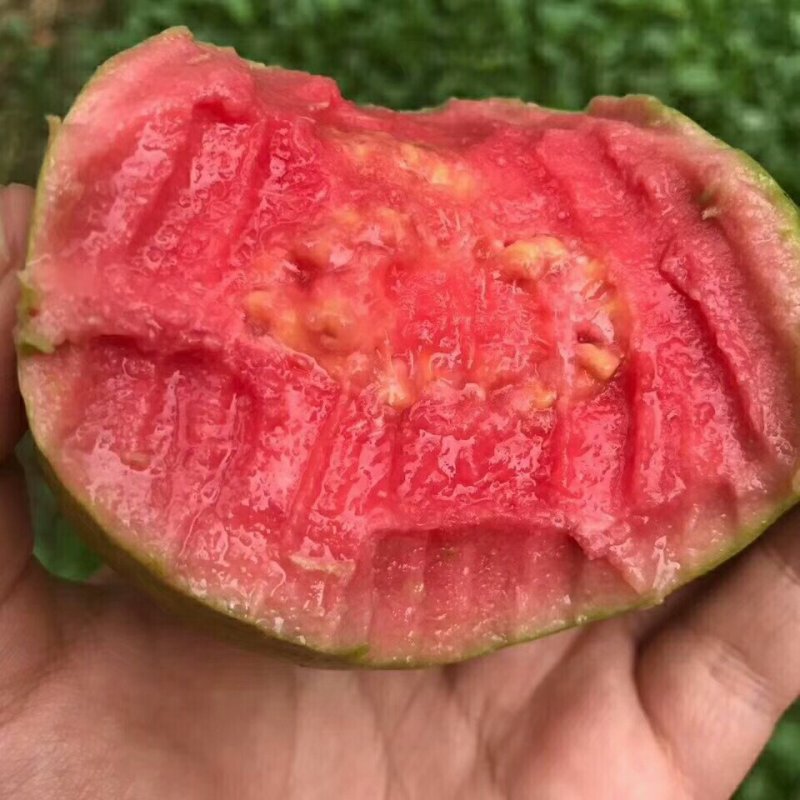 番石榴苗:红宝石水晶芭乐四季番石榴苗