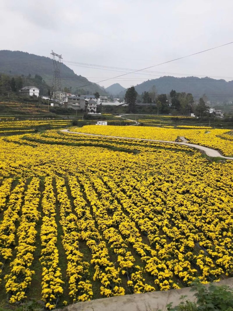 菊花茶