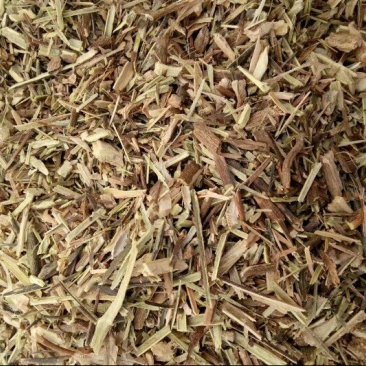 颠茄草20新草欢迎各位老板前来考察洽谈