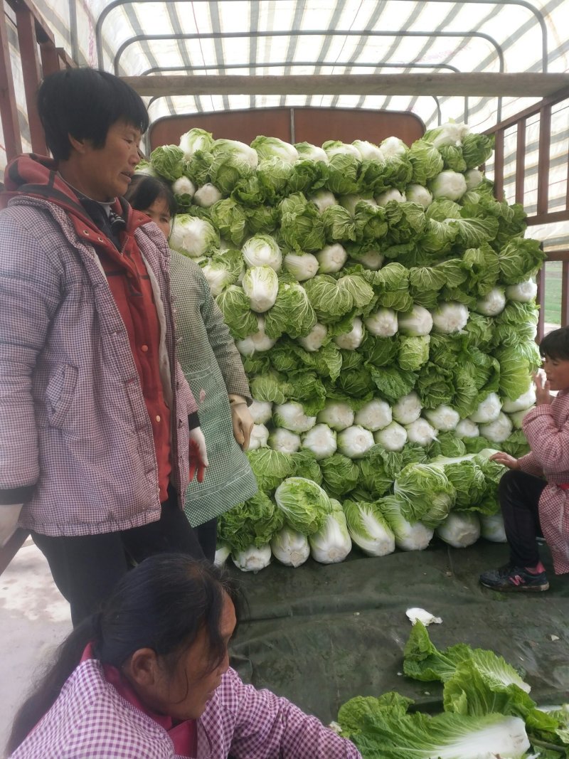 白菜物美价廉青杂白菜陕西省兴平市大量有货