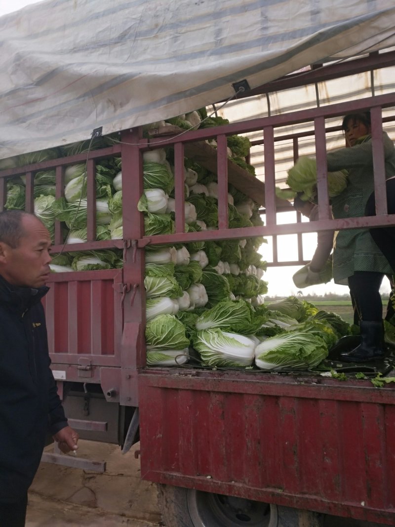 白菜物美价廉青杂白菜陕西省兴平市大量有货