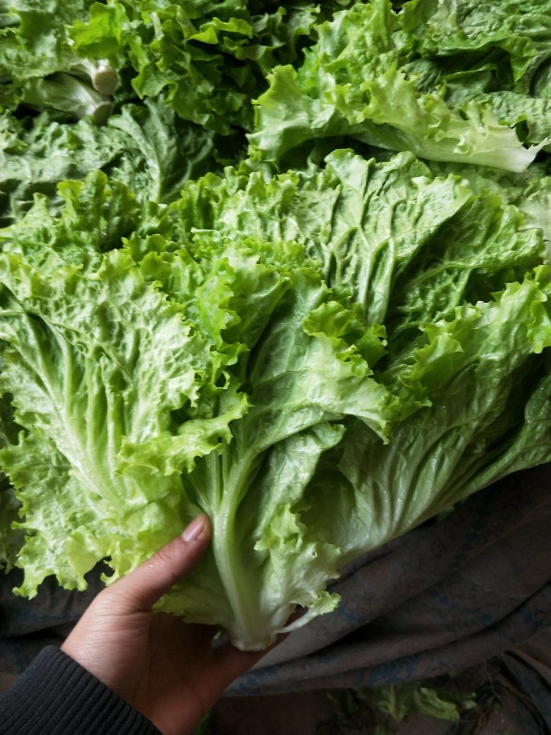 【精品】河北优质散叶生菜，意大利生菜，球生菜，品质优价低