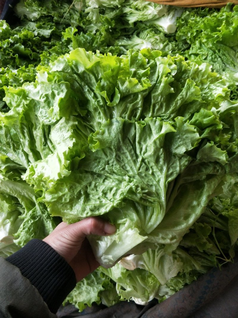 【精品】河北优质散叶生菜，意大利生菜，球生菜，品质优价低