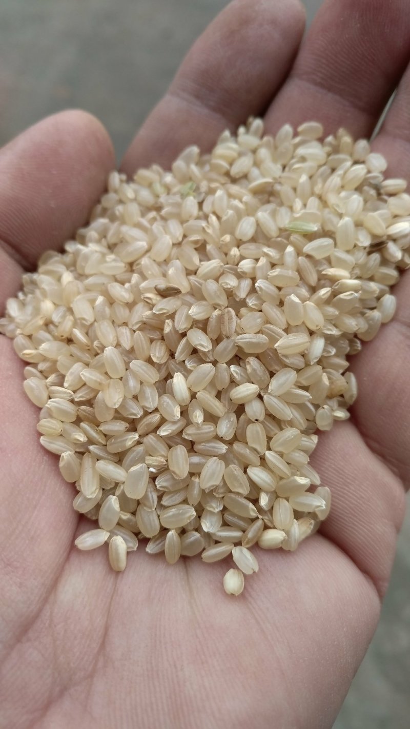 小粒香胚芽米10斤包邮。