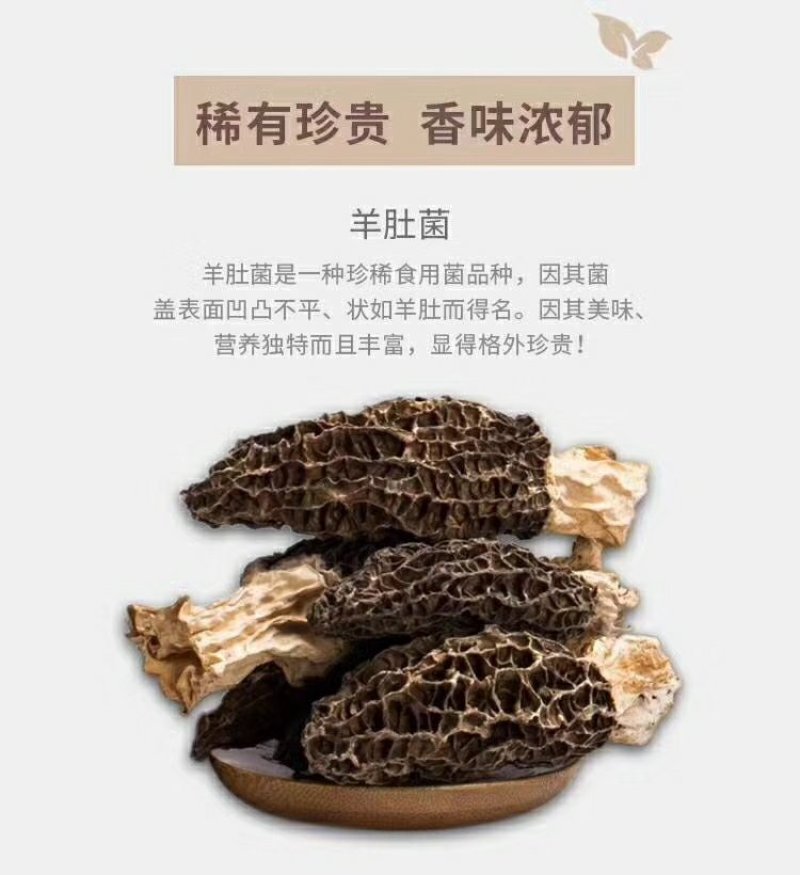 青藏特产羊肚菌