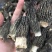 青藏特产羊肚菌