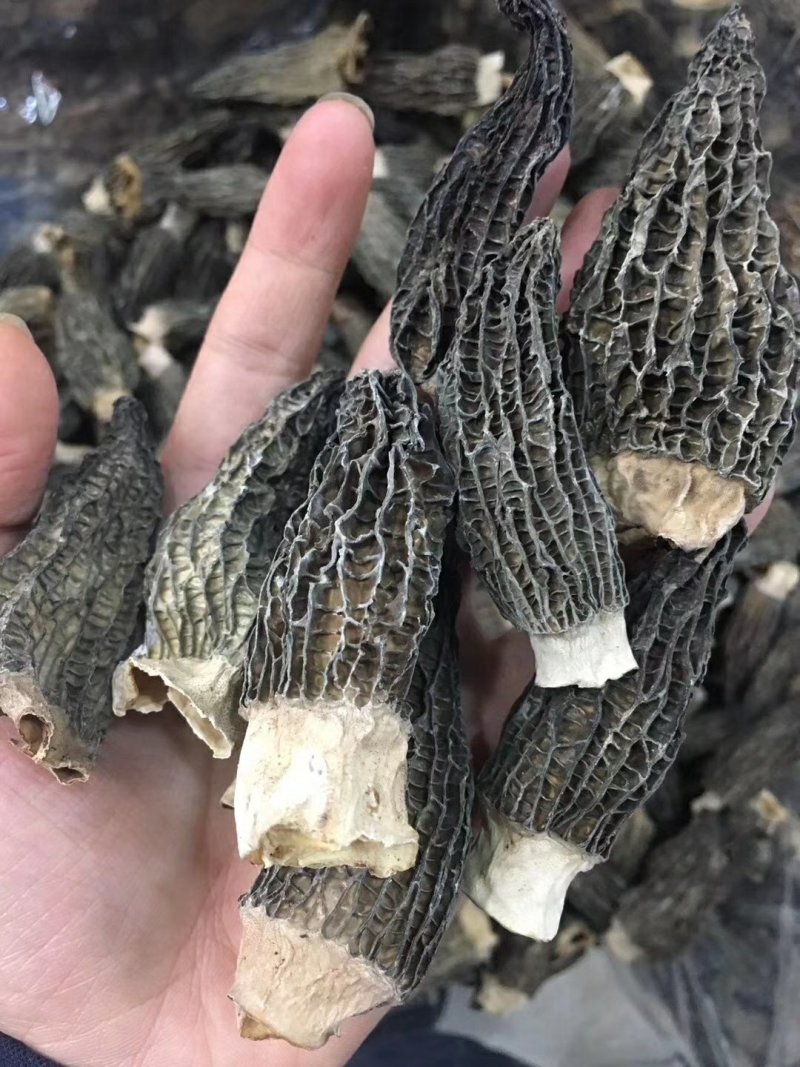 青藏特产羊肚菌