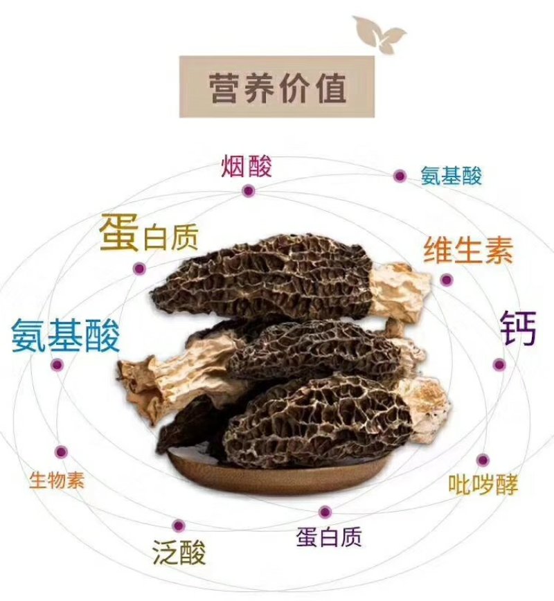 青藏特产羊肚菌