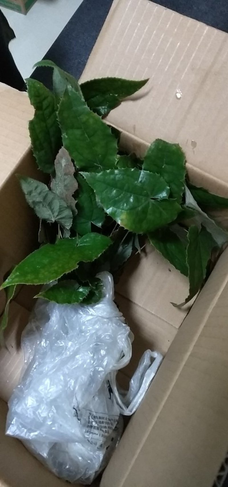 淫羊藿种苗陕西宁强树林野生环境人工繁育几年以上老苗批发