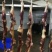广味腊鸭腿