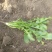 荠菜20公分长叶面好！