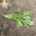 荠菜20公分长叶面好！