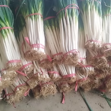 精品新鲜刚葱质量好价格便宜有需要的联系