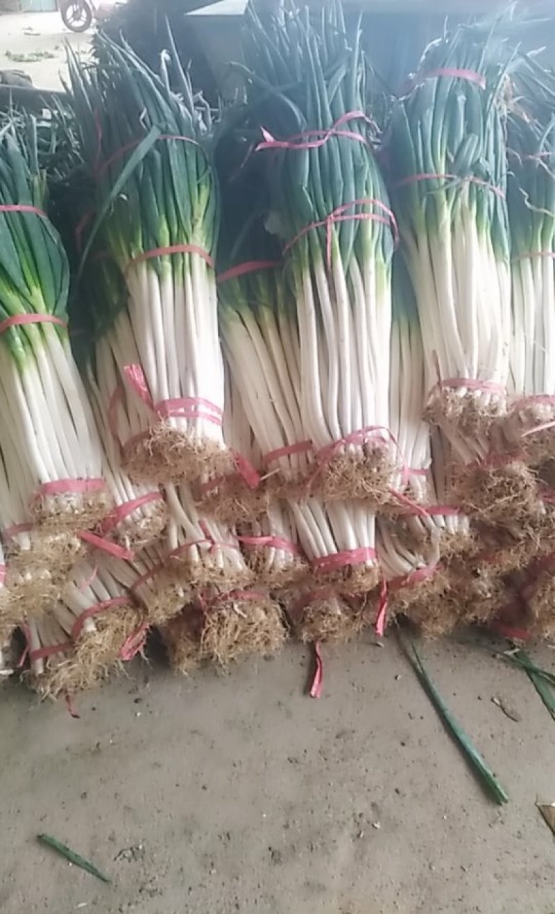 精品新鲜刚葱质量好价格便宜有需要的联系