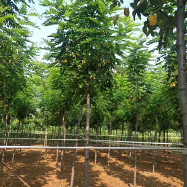 香花槐