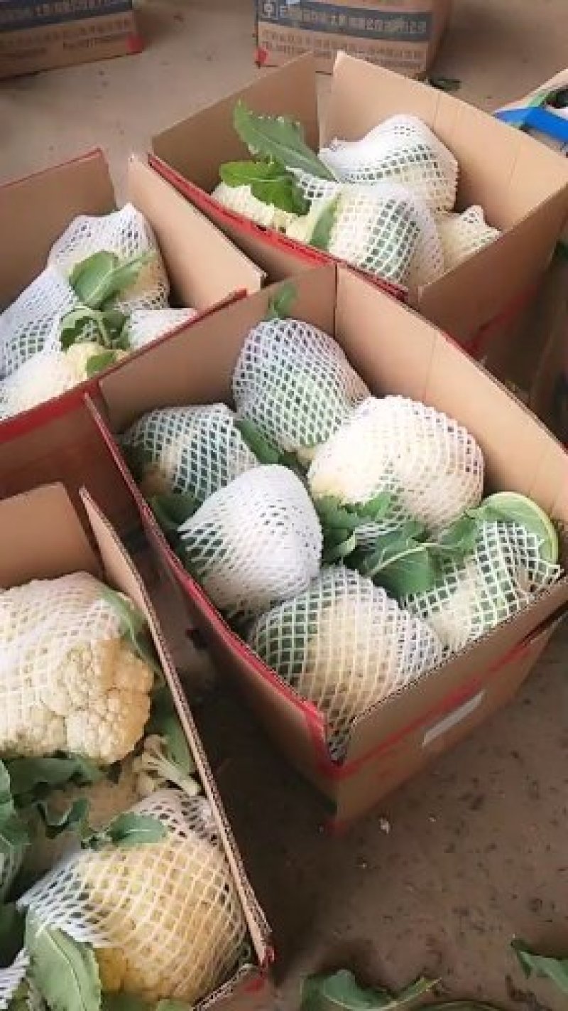 松花菜河南有机花菜代收代发代加工货源足