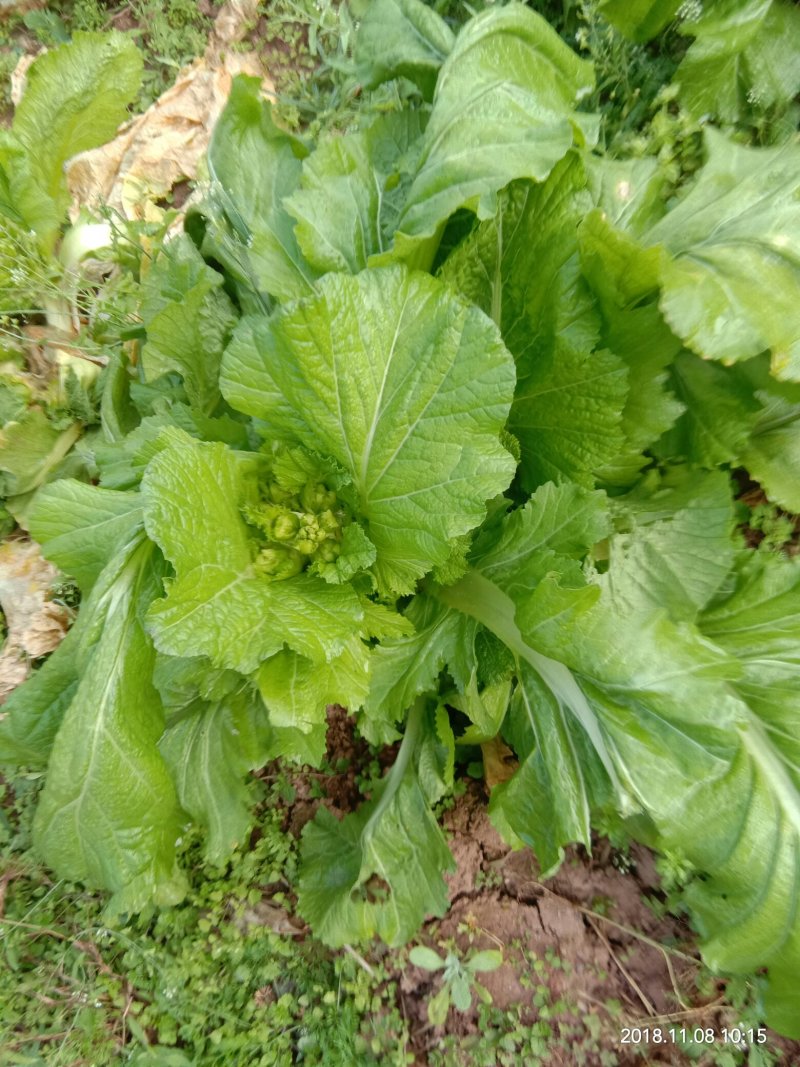 儿菜