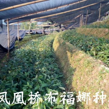 供应布福娜黑老虎优质2苗