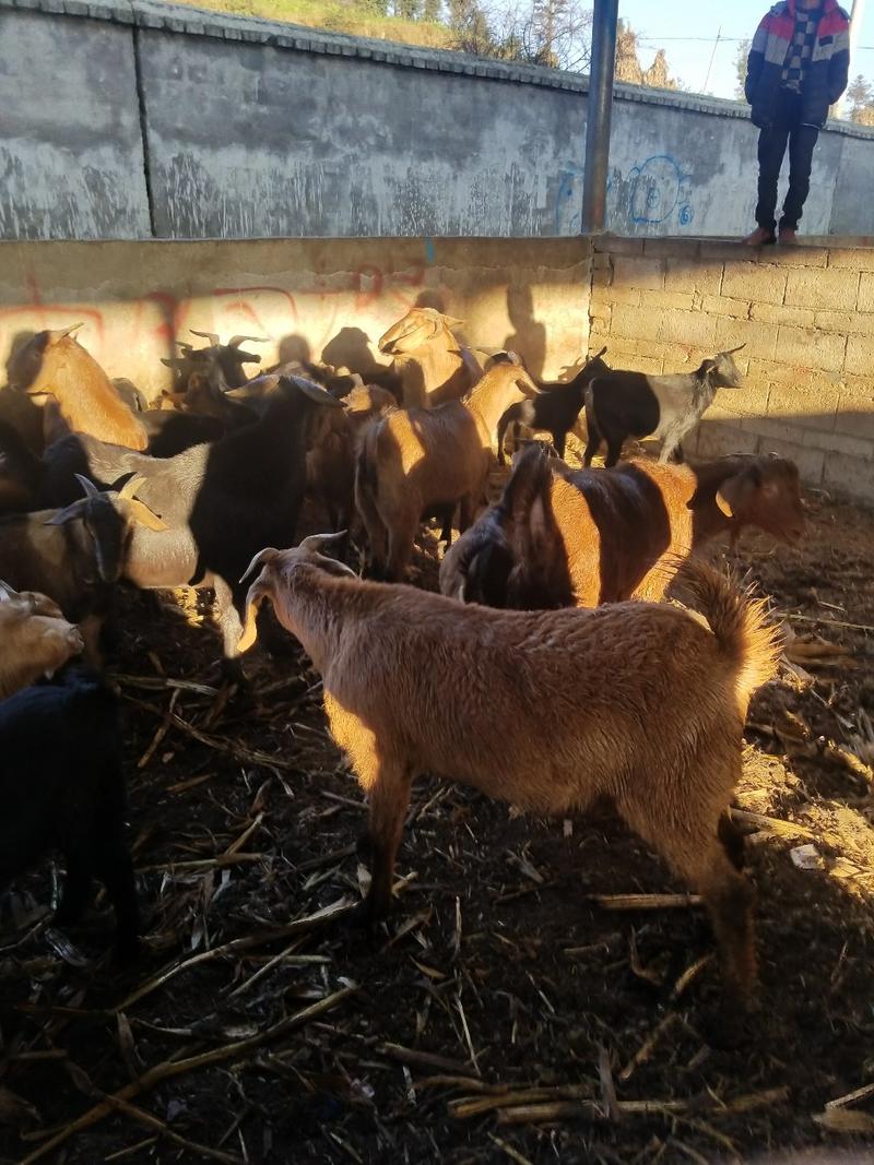 贵州毕节威宁县羊山羊，原产地大量有货欢迎老板前来选购