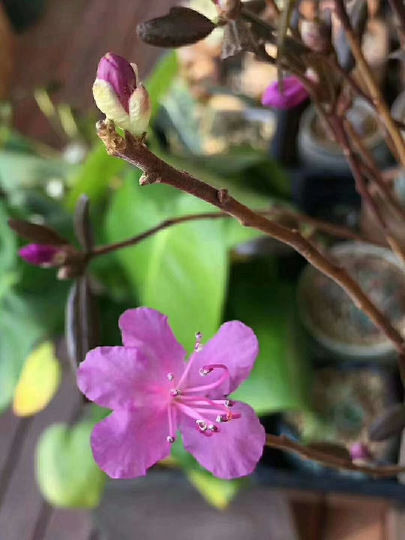 干枝杜鹃