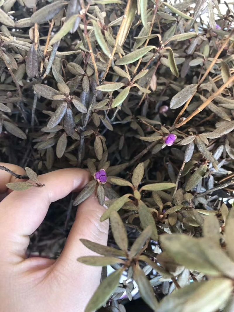 干枝杜鹃