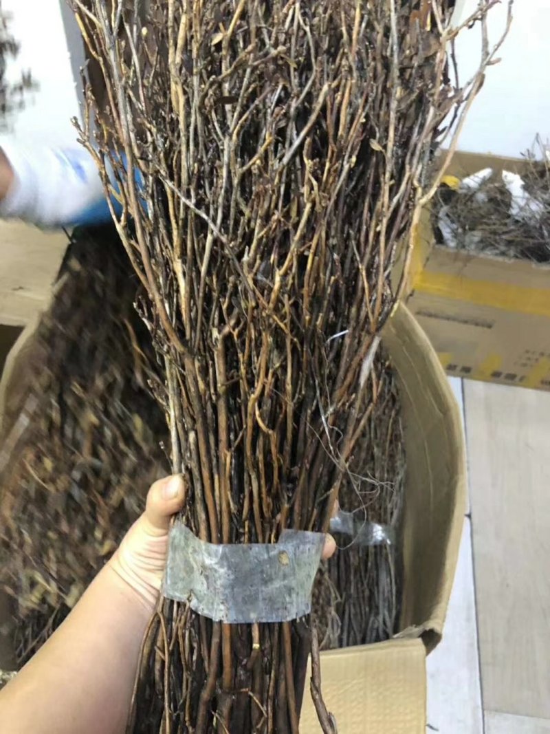 干枝杜鹃