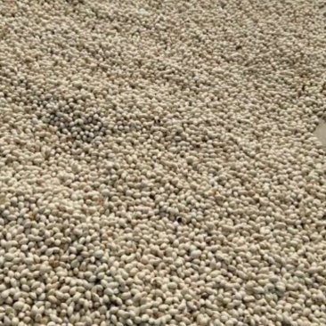 银杏果是什么银杏果的作用?自家老树结果出芽率高药用价值高