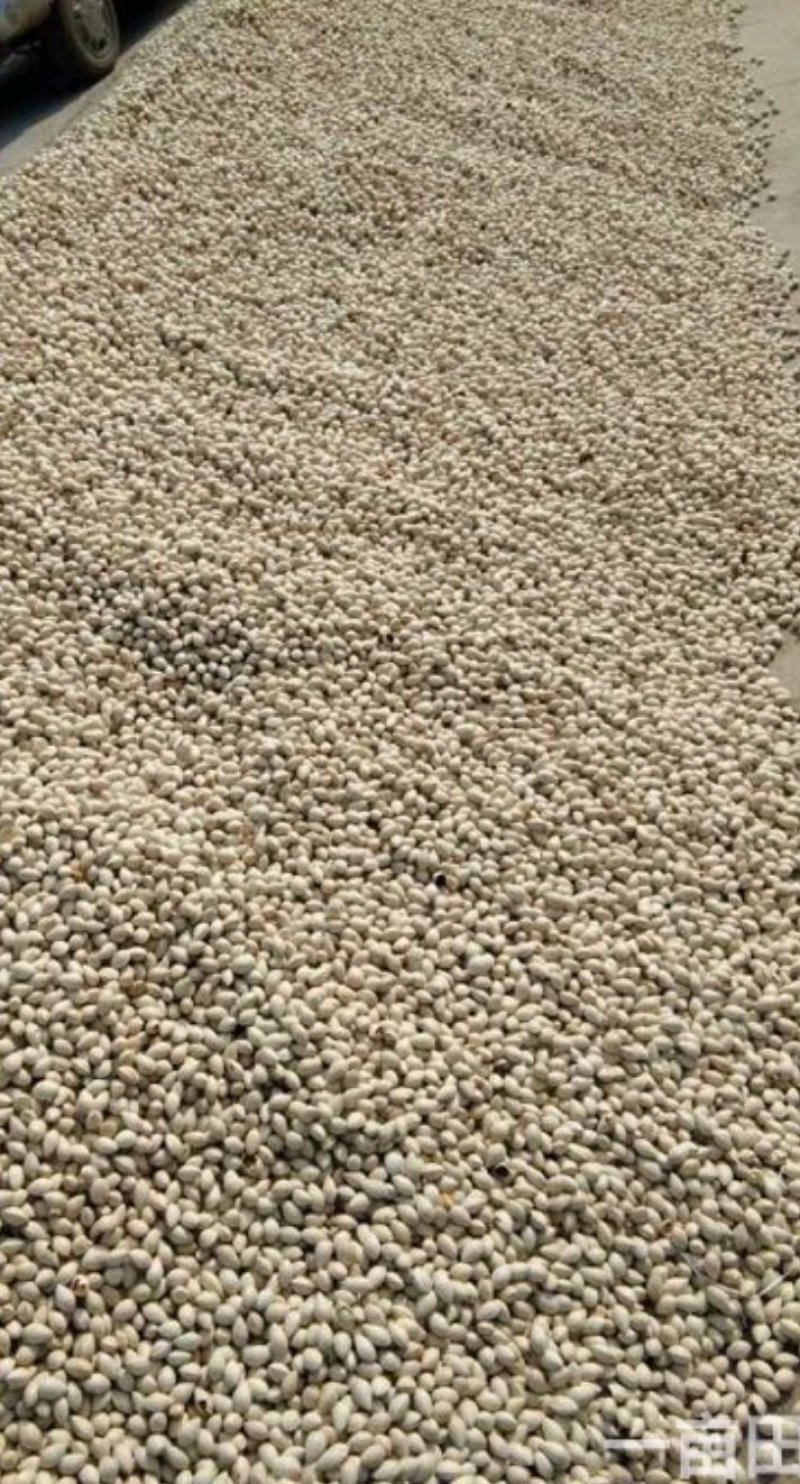 银杏果是什么银杏果的作用？自家老树结果出芽率高药用价值高