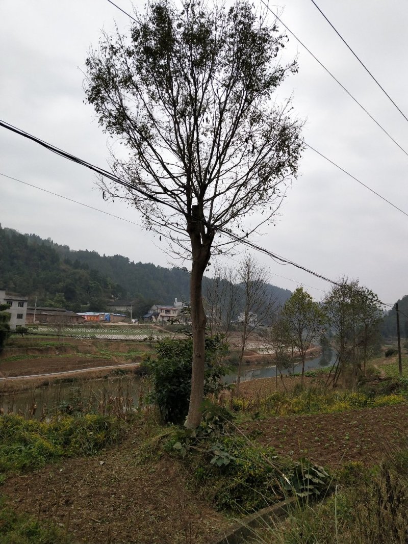 皂角树
