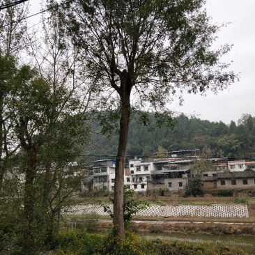 皂角树