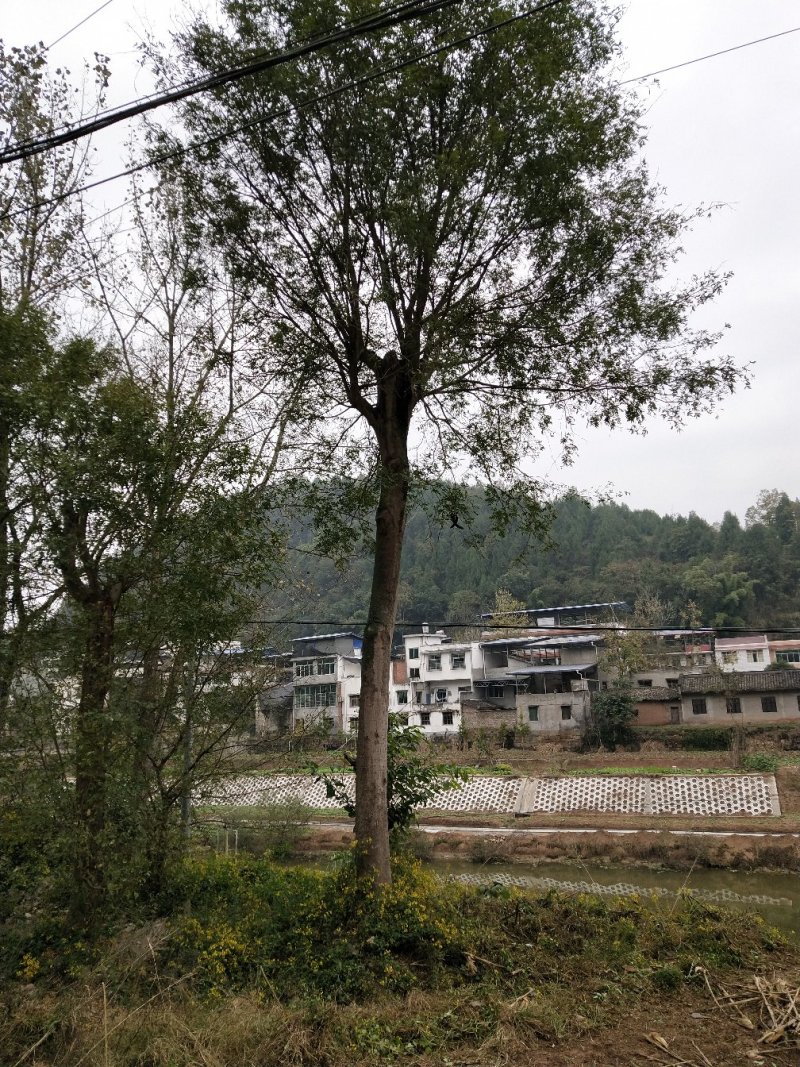 皂角树