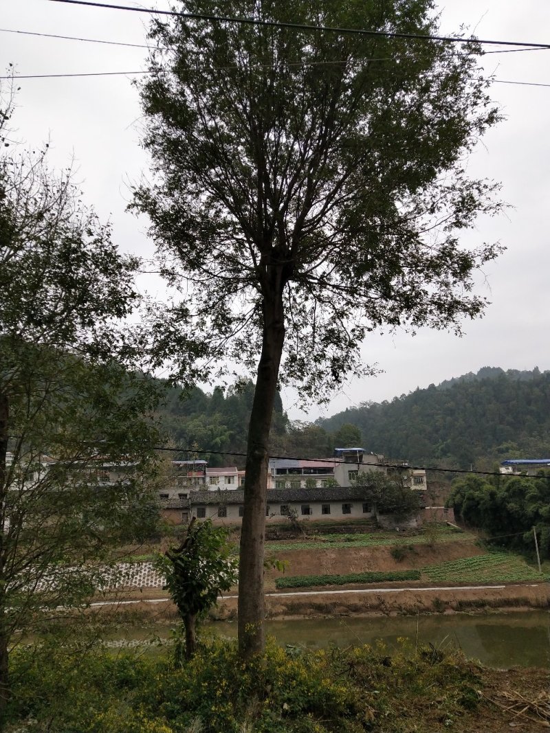 皂角树