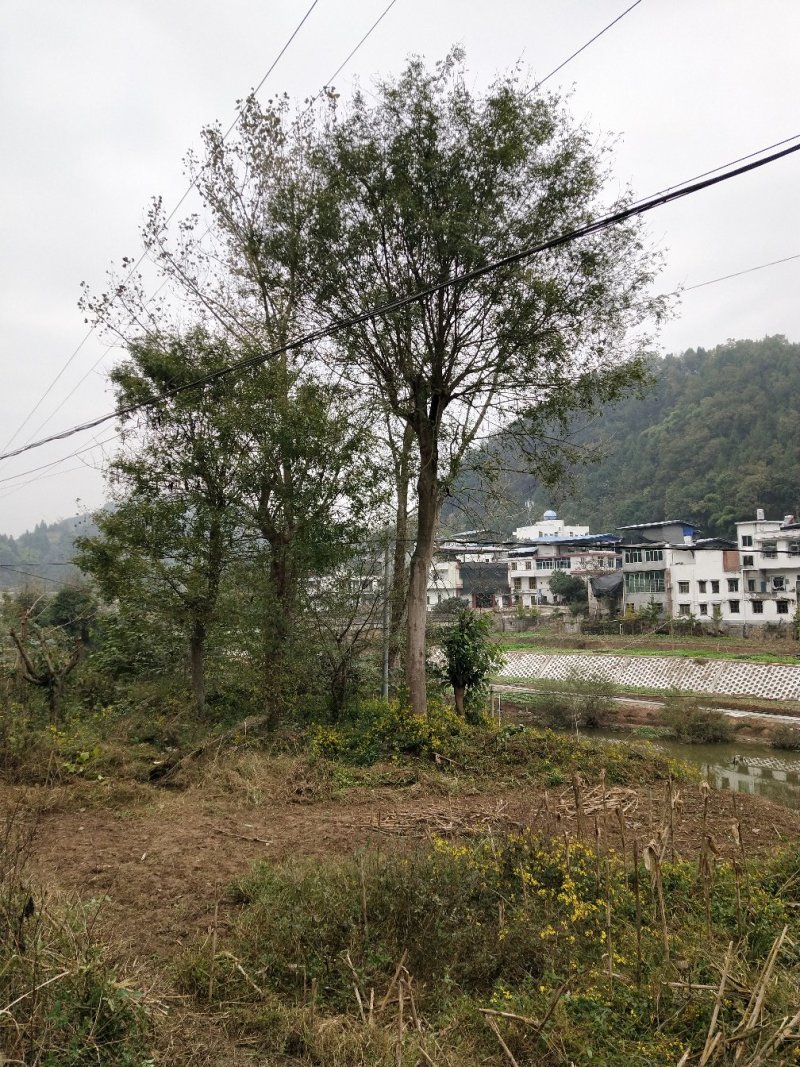 皂角树