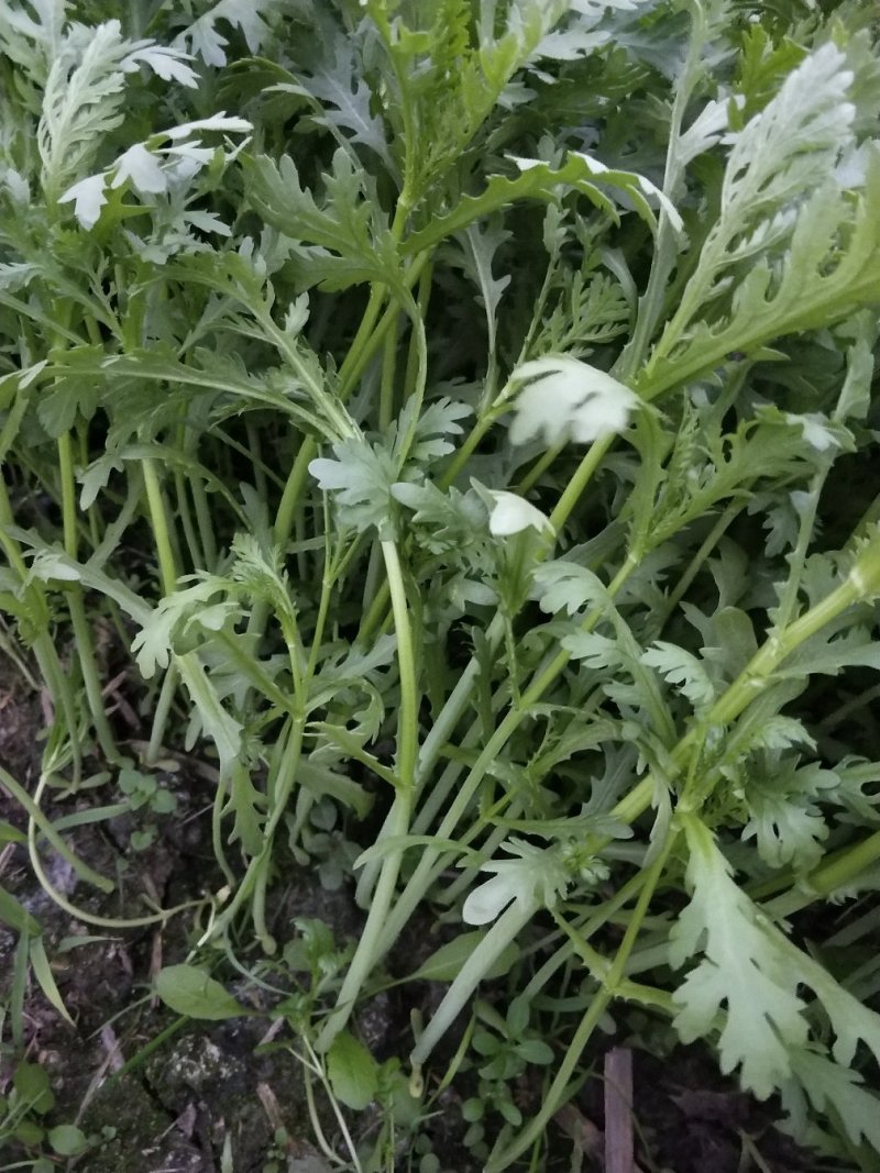 小叶光杆茼蒿菜
