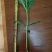 小叶光杆茼蒿菜