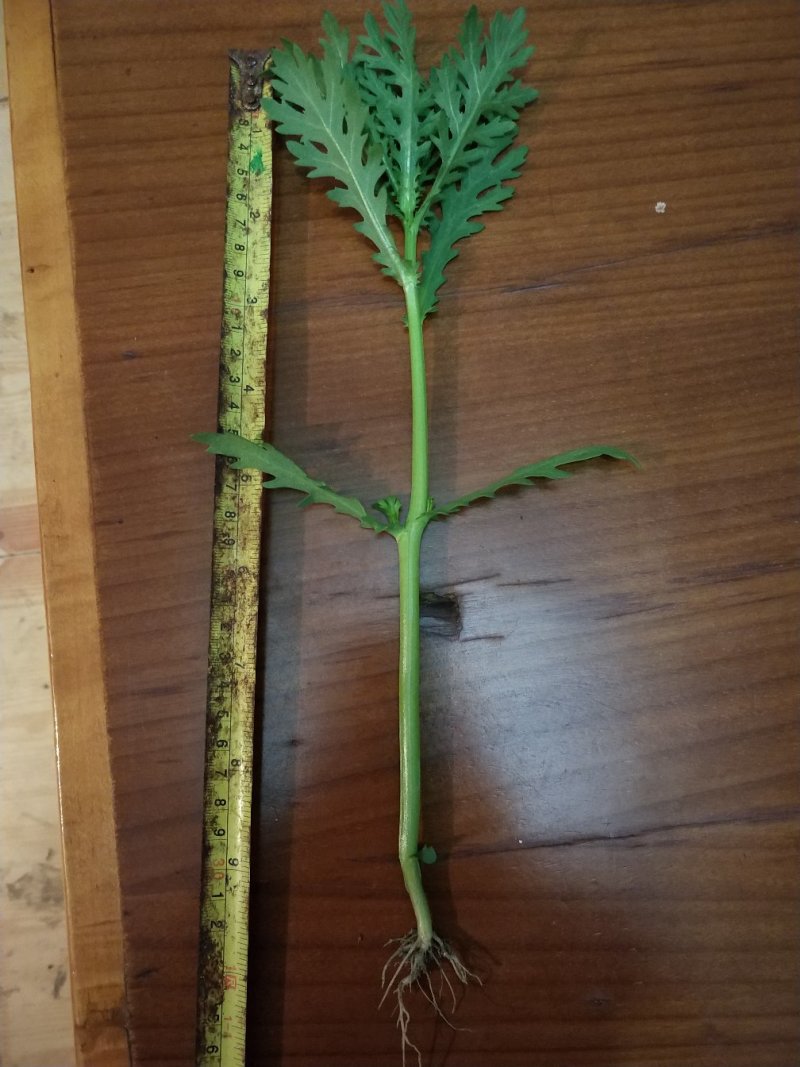 小叶光杆茼蒿菜