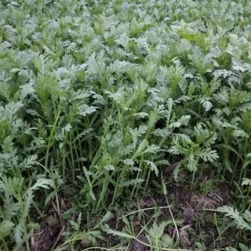 小叶光杆茼蒿菜